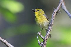 Pine Warbler