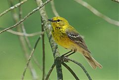 Pine Warbler