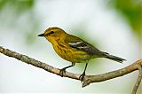 Pine Warbler