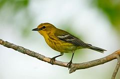 Pine Warbler