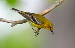 Pine Warbler