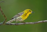 Pine Warbler