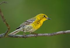 Pine Warbler