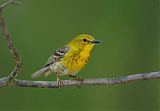 Pine Warbler