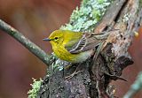 Pine Warbler