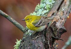 Pine Warbler