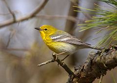 Pine Warbler