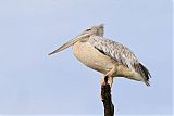 Pink-backed Pelicanborder=