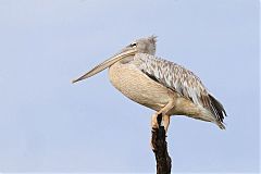 Pink-backed Pelican