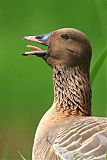 Pink-footed Goose