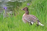 Pink-footed Goose