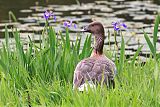 Pink-footed Goose