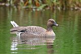 Pink-footed Goose