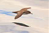 Pink-footed Shearwater