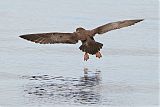 Pink-footed Shearwater