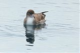 Pink-footed Shearwaterborder=