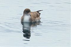 Pink-footed Shearwater