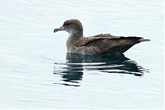 Pink-footed Shearwater