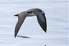 Pink-footed Shearwater