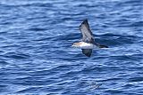 Pink-footed Shearwaterborder=