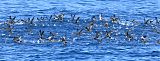 Pink-footed Shearwaterborder=