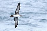 Pink-footed Shearwaterborder=