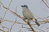 Pinyon Jay