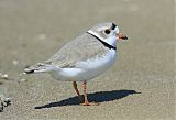 Piping Plover