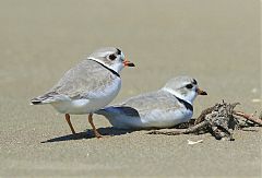 Piping Plover