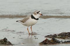 Piping Plover