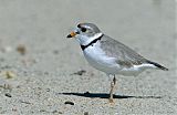 Piping Plover