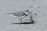 Piping Plover