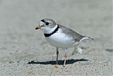 Piping Plover