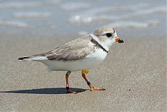 Piping Plover