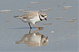 Piping Plover