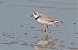 Piping Plover