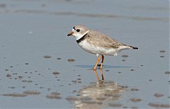 Piping Plover