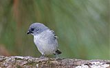 Plain-colored Tanager