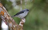 Plain-colored Tanager