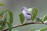 Plain-colored Tanager