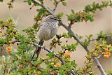 Plain-mantled Tit-Spinetailborder=