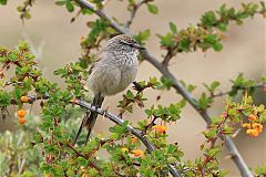 Plain-mantled Tit-Spinetail