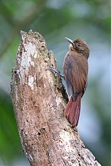 Plain-winged Woodcreeper