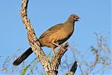 Plain Chachalaca