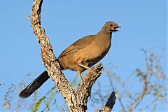 Plain Chachalaca