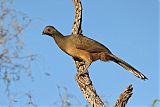 Plain Chachalaca