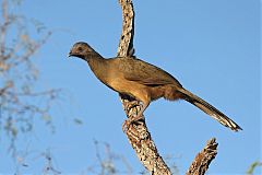 Plain Chachalaca