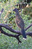 Plain Chachalaca