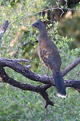 Plain Chachalaca