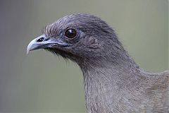 Plain Chachalaca